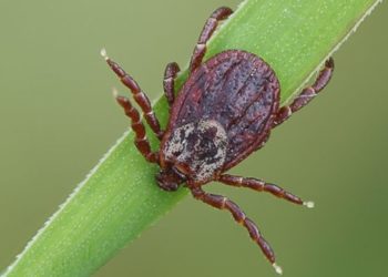 Страховка и прививка – как избежать нападения клеща и что делать, если он уже присосался?