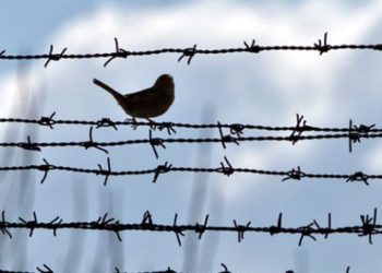 Задавивший женщину на зебре избежит наказания по случаю амнистии в честь 70-летия Победы