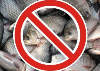 Ловля рыбы в Оби запрещена с 20 апреля