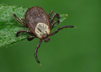 Бесплатной вакцины от клещевого энцефалита не хватает Новосибирску
