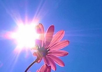 К среде в Новосибирске потеплеет до 28 градусов