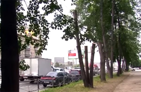 Жители Танковой отстояли полувековые липы