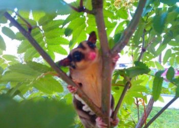 В Новосибирске из квартиры сбежала самка сахарного поссума