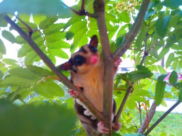 В Новосибирске из квартиры сбежала самка сахарного поссума