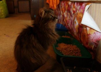 «Кошкин дом» на 52 персоны появился в Ленинском районе Новосибирска