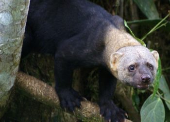 Два детеныша тайры родились в Новосибирском зоопарке