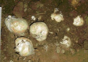 Молодой гражданин Таджикистана выдал новосибирским полицейским тайник с героином