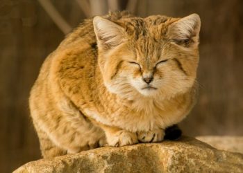 Четыре барханных кота уехали из Новосибирска в Калифорнию