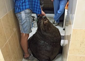 Бердские ветеринары пытаются сохранить зрение морскому котику Жорику