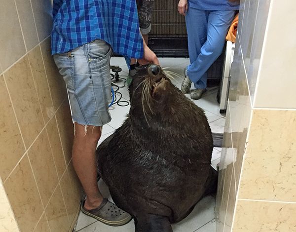 Бердские ветеринары пытаются сохранить зрение морскому котику Жорику