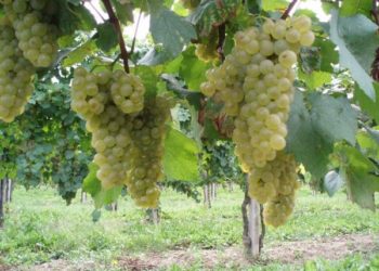 Вино будет дорогим и отечественным