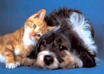 Новосибирские зоозащитники требуют от властей принять программу стерилизации бездомных животных