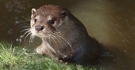 В Новосибирском зоопарке пополнение в семьях носух и выдр