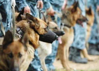 Наркополиция вместе с кинологами устроит тотальную проверку детских садов Новосибирска