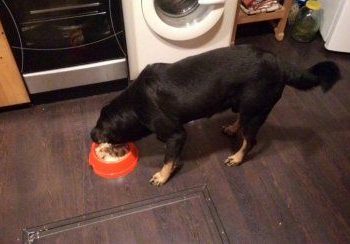 Новосибирские полицейские возбудили дело об избиении ротвейлера Зевса