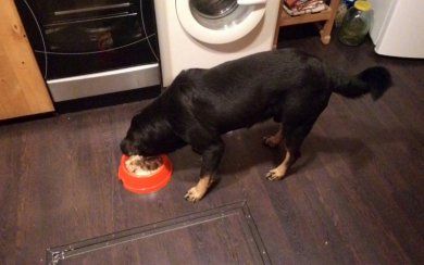 Новосибирские полицейские возбудили дело об избиении ротвейлера Зевса