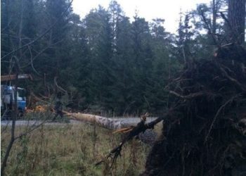 Сильный ветер в НСО вырвал с корнем сосну, сорвал с крыши шифер  и уронил остановочный павильон