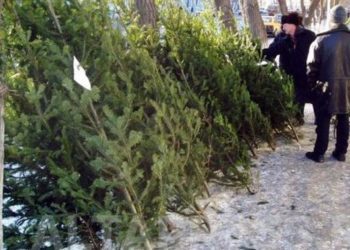 В Новосибирск поступили первые новогодние елки