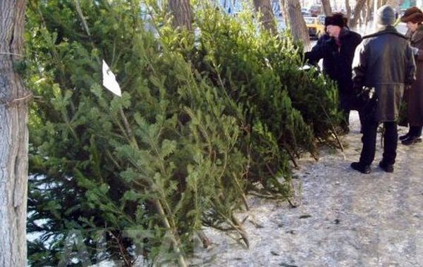 В Новосибирск поступили первые новогодние елки