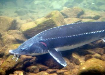 Трехлетние особи сибирского осетра впервые поселились в Обском водохранилище