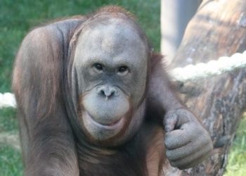 Все мы, приматы, обжоры и собственники