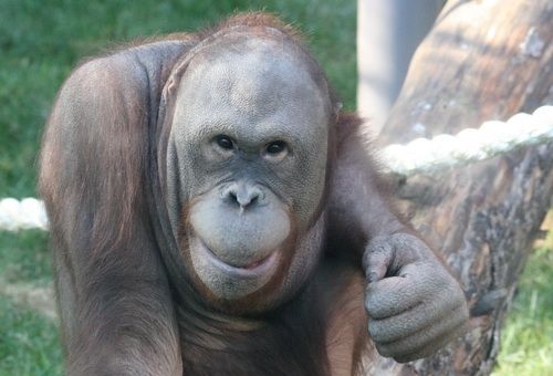 Все мы, приматы, обжоры и собственники