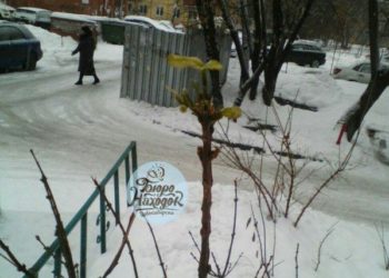 Почки и листья показались на деревце в Новосибирске за неделю до Нового года