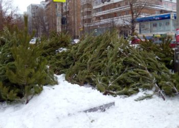За месяц до Нового года новосибирцы купили уже почти четыре тысячи елей