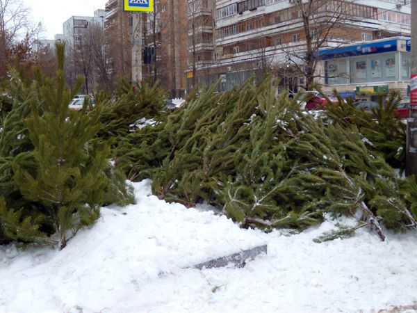 За месяц до Нового года новосибирцы купили уже почти четыре тысячи елей