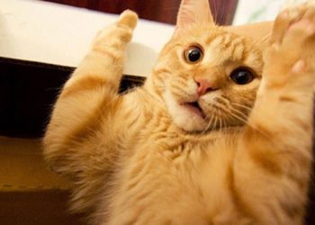 «Радио Дача» выбирает главную кошку Новосибирска 2016