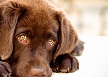 На улице Фрунзе в Новосибирске отстреливают собак и выливают на них свои испражнения