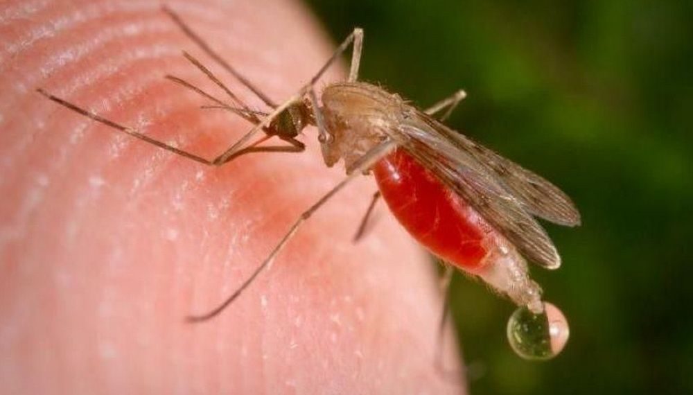 Новосибирец вернулся из Африки, зараженный малярией