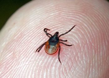 В Новосибирске не хватает вакцины от клещевого энцефалита