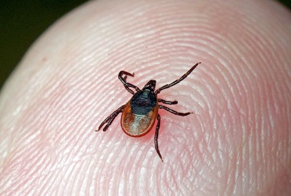 В Новосибирске не хватает вакцины от клещевого энцефалита