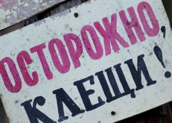 Клещи начали кусать новосибирцев