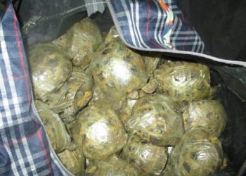 400 обмотанных скотчем черепах пытались переправить через границу в поезде «Алматы — Новосибирск»