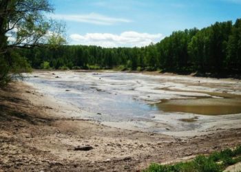Неизвестные украли рыбу, спустив воду из экспериментального пруда РАН в Новосибирске