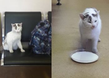 Юная жительница Новосибирска всю ночь ждала на вокзале возлюбленного с котом на руках