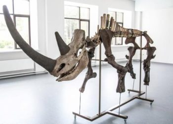 К доисторическому носорогу в Новосибирске присоединятся бизон и мамонт