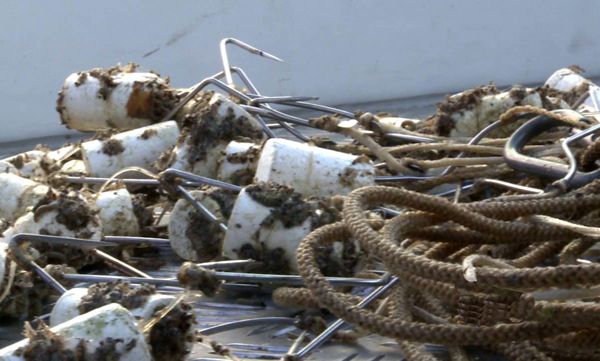 На дне Оби в Новосибирске обнаружены тысячи браконьерских самоловов