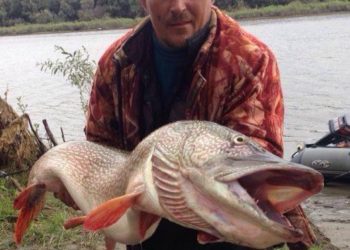 Новосибирский рыбак поймал гигантскую щуку размером с человека (фото)