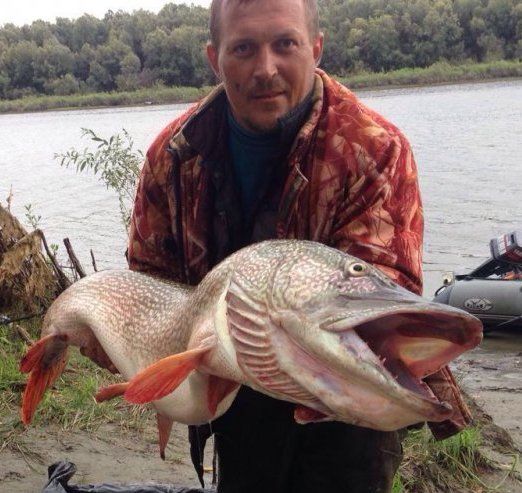 Новосибирский рыбак поймал гигантскую щуку размером с человека (фото)