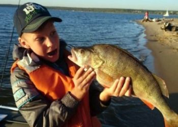 Окуня вшестеро крупнее обычного выудил новосибирец из Обского моря