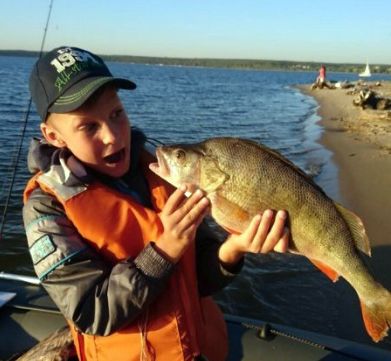 Окуня вшестеро крупнее обычного выудил новосибирец из Обского моря