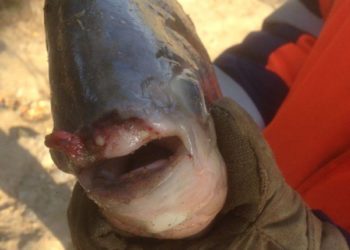 Пиранью поймал в Оби новосибирский рыбак