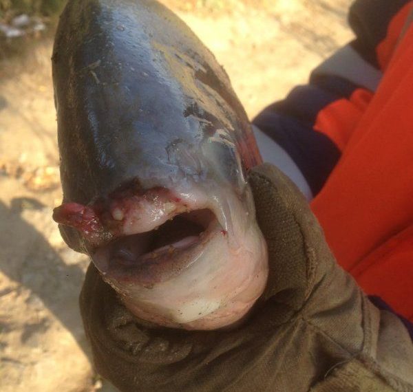 Пиранью поймал в Оби новосибирский рыбак