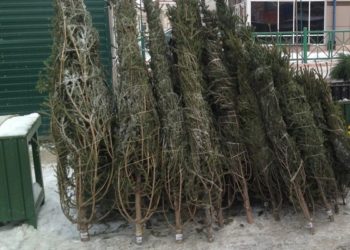 Сосны и ели в Новосибирске обработают антивандальным раствором