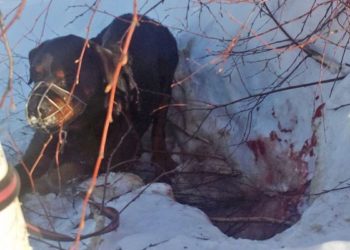 Новосибирцы спасли собаку, брошенную умирать в снежной яме неподалеку от Северного объезда