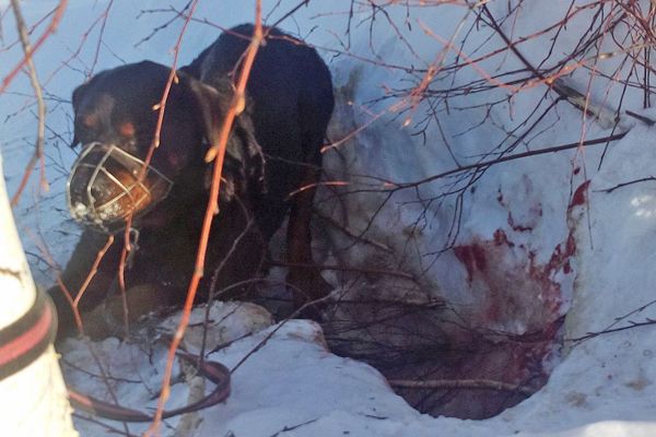 Новосибирцы спасли собаку, брошенную умирать в снежной яме неподалеку от Северного объезда