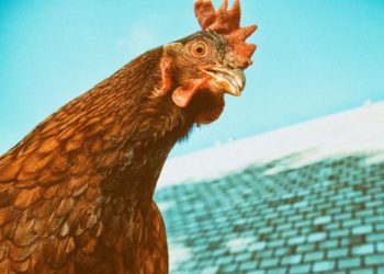 «Куриное царство» в Новосибирске прикрыли на пару месяцев за антисанитарию